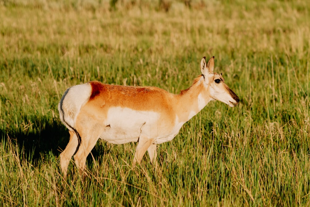 brown and white deer on green grass field during daytime