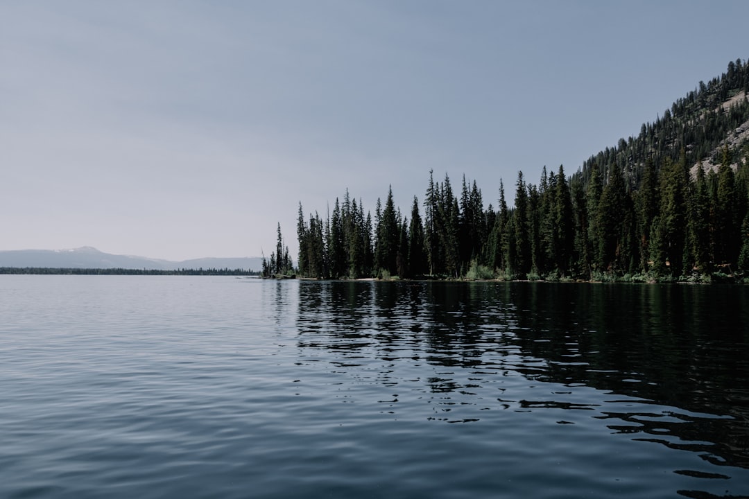 green trees beside body of water during daytime