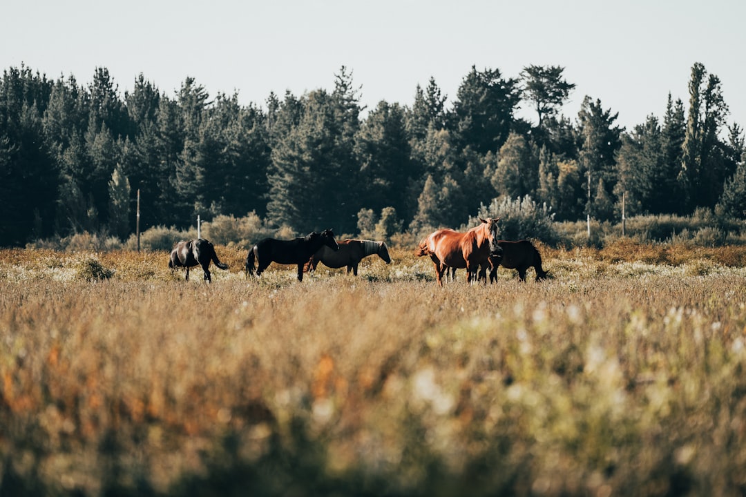 herd of horses on brown grass field during daytime