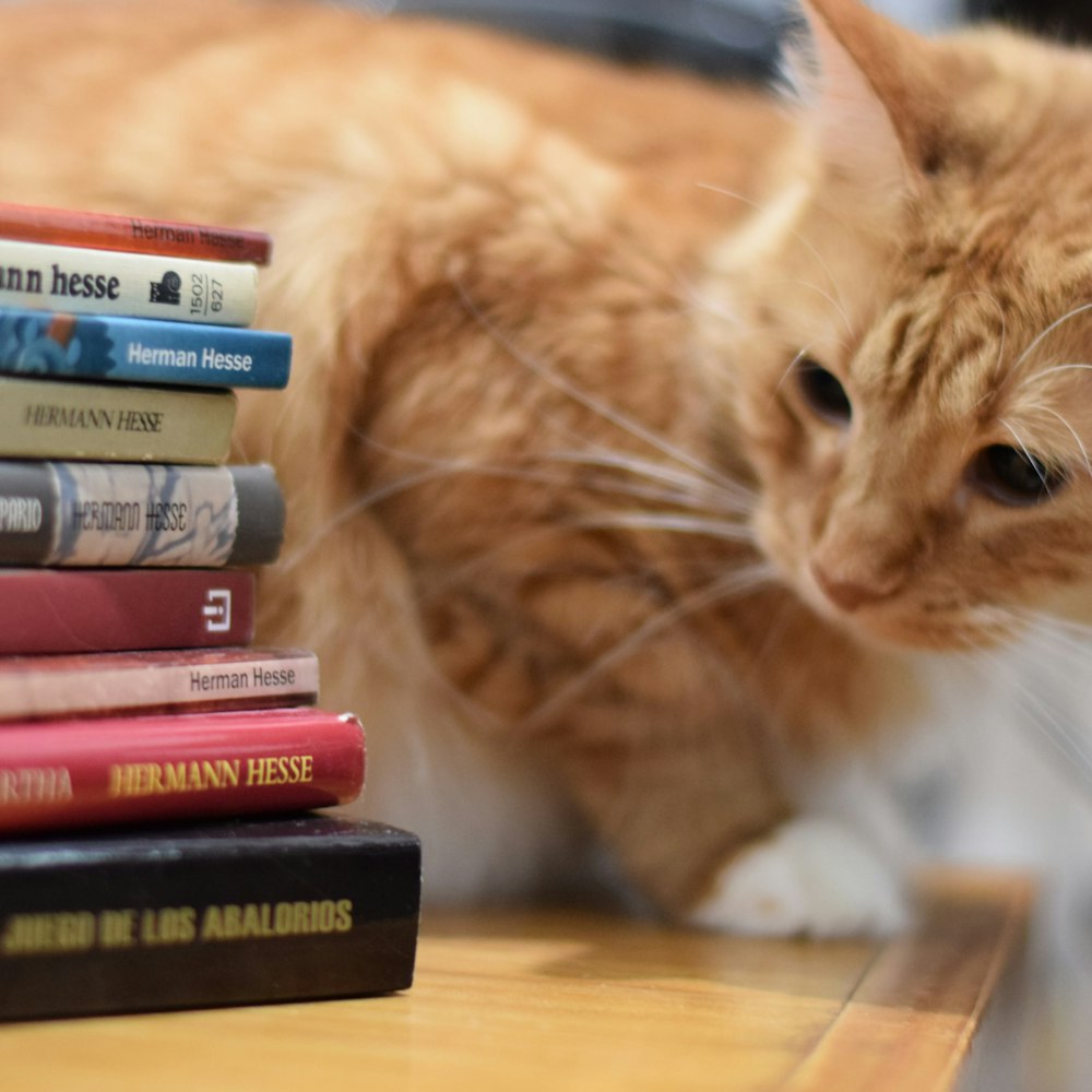 Chat tigré orange sur les livres