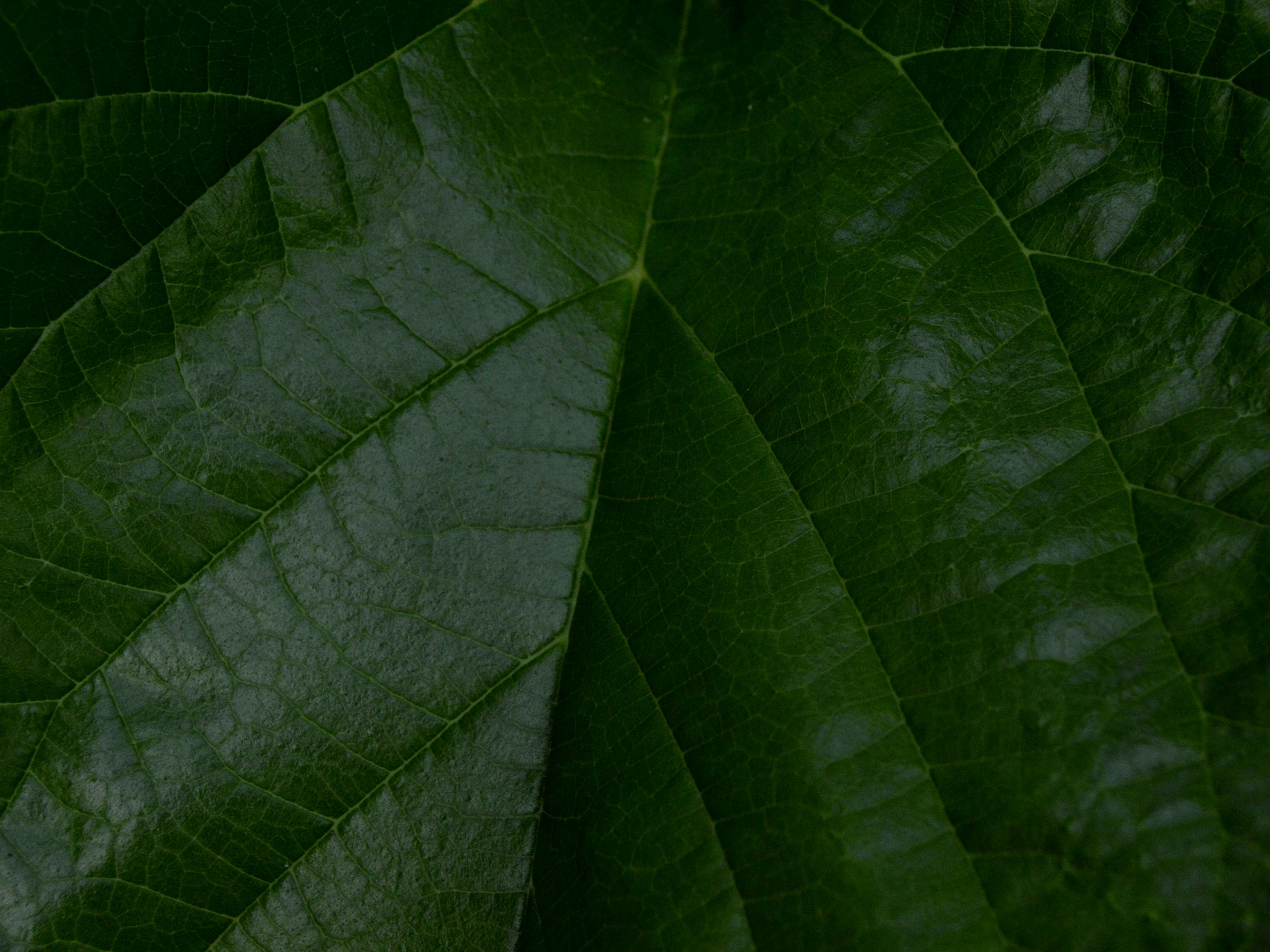 Photo by heathervillagran