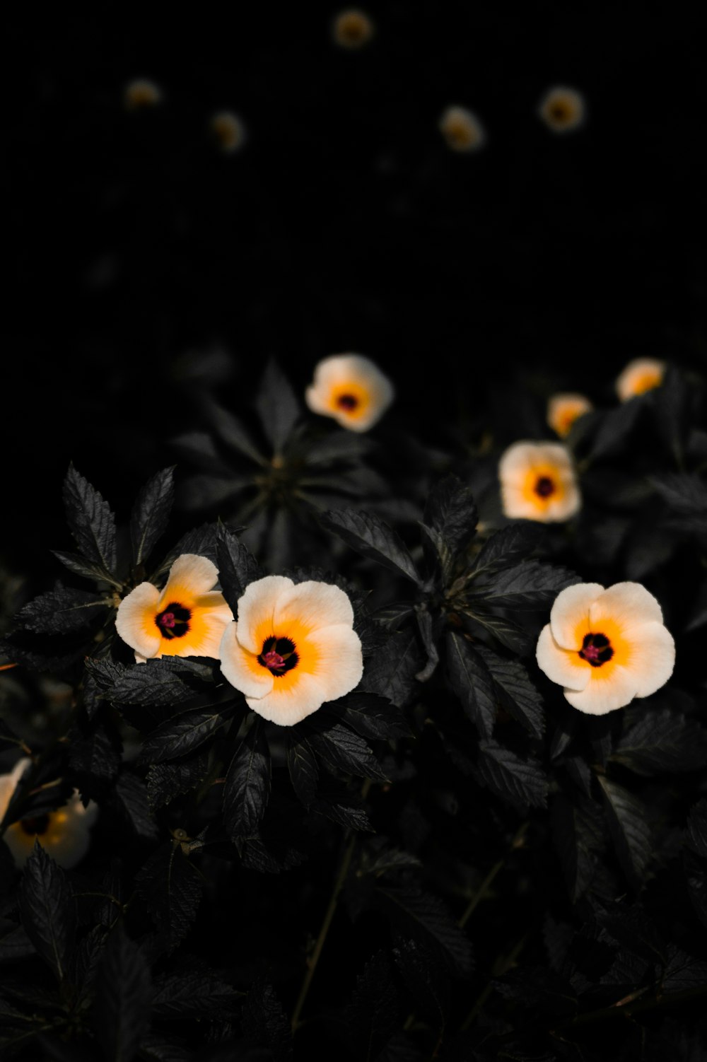weiße und gelbe Blüten auf schwarzem Hintergrund