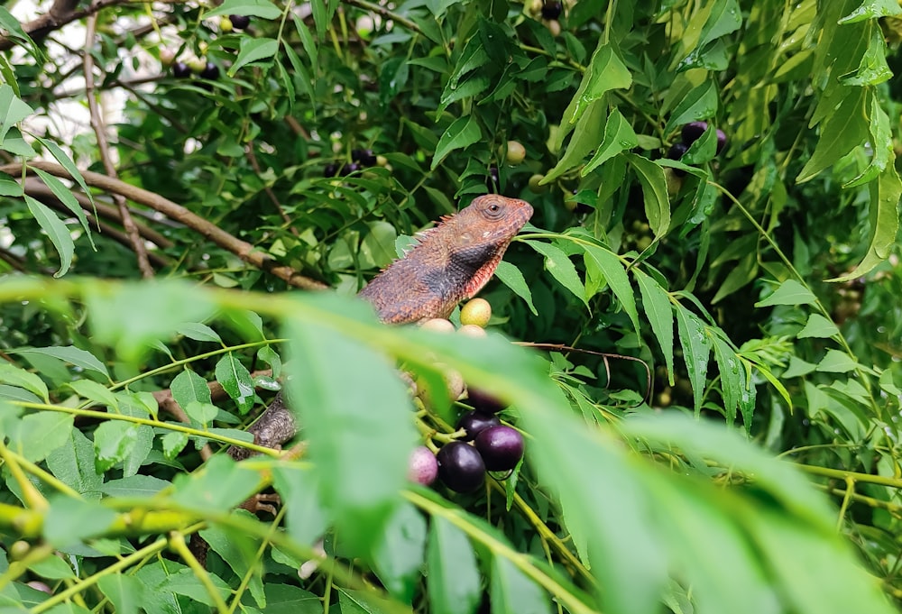 brown and black bearded dragon on green leaves