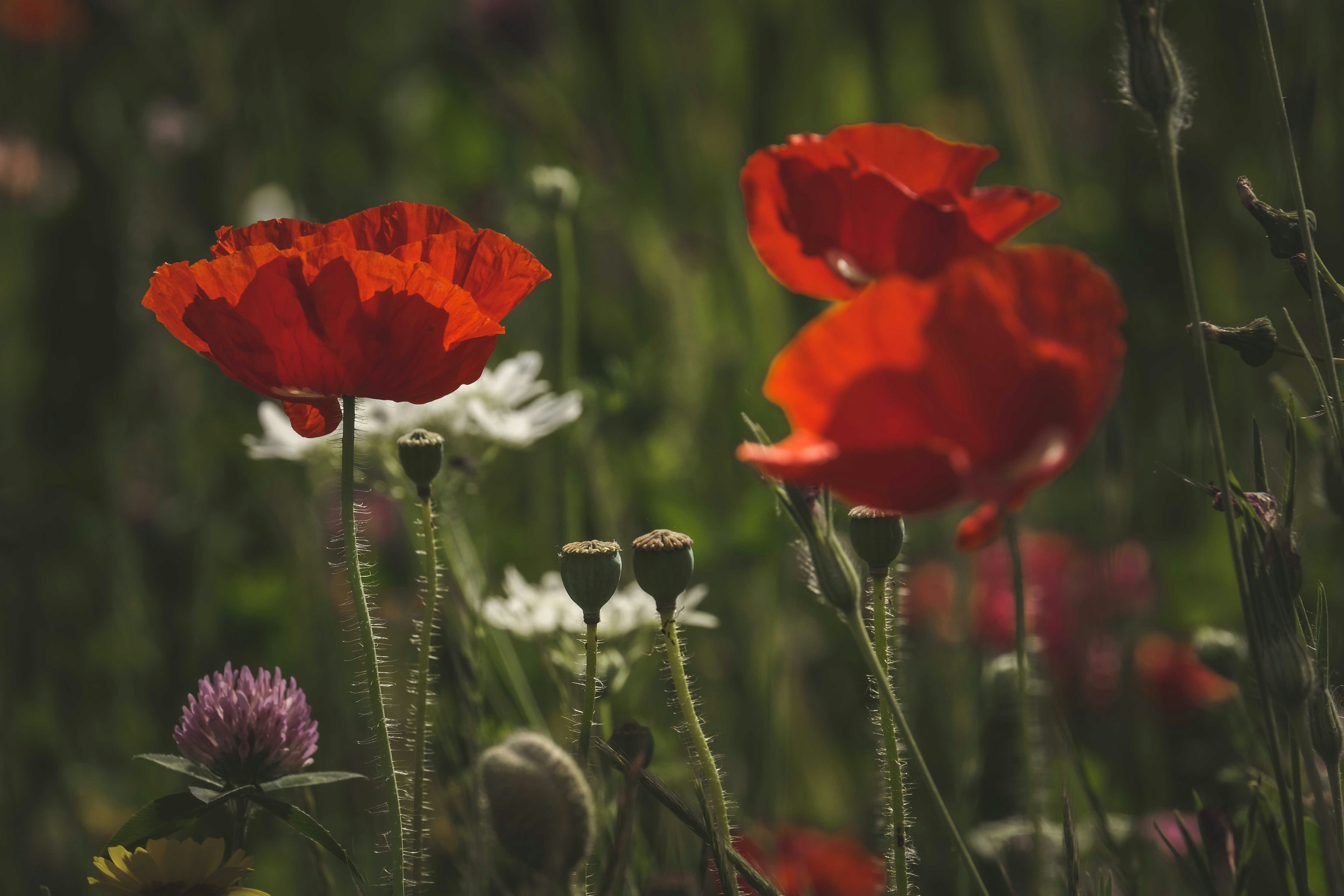 Photo by francesco_ungaro