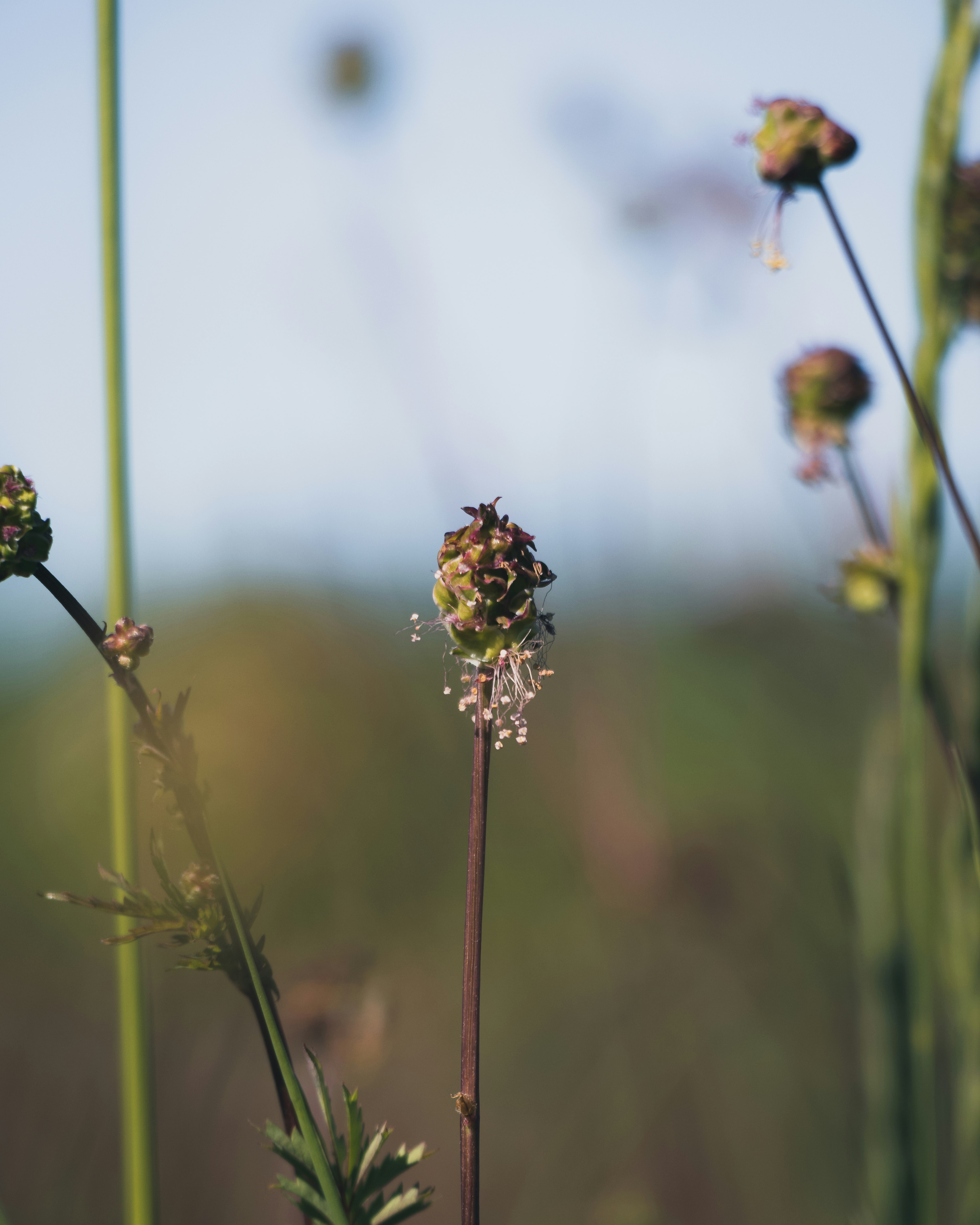 brown and yellow flower in tilt shift lens