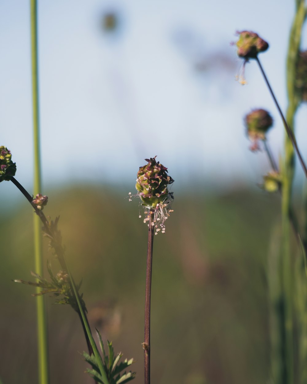 brown and yellow flower in tilt shift lens