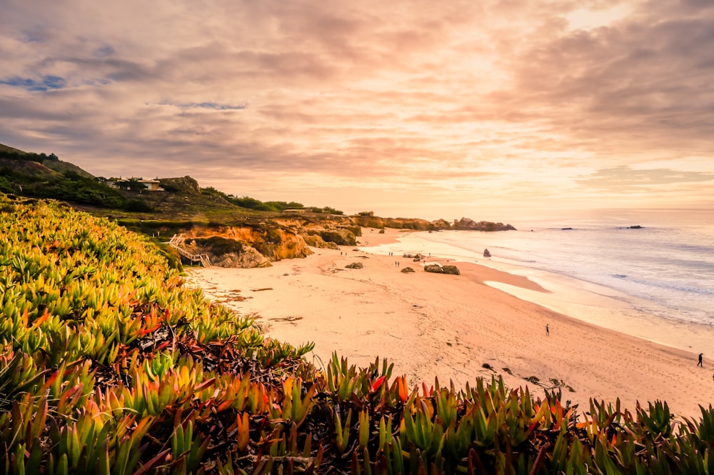 green grass on brown sand near body of water during daytime