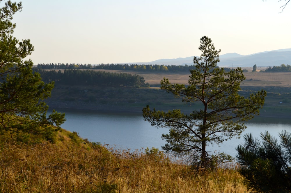 green trees near lake during daytime