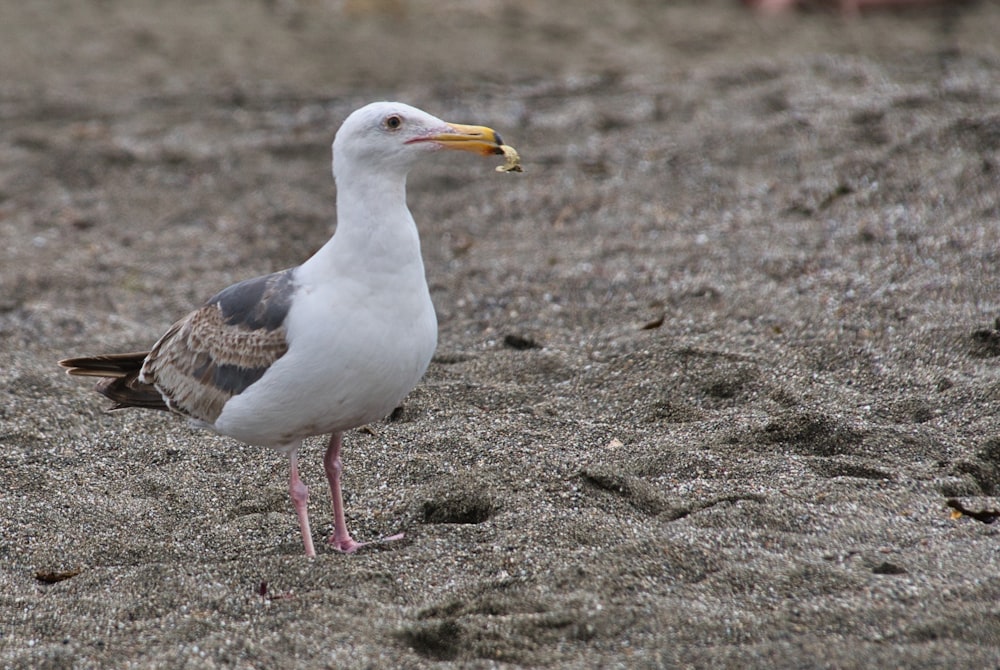 white and gray bird on gray sand during daytime