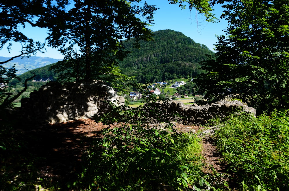 green trees and plants near mountain during daytime