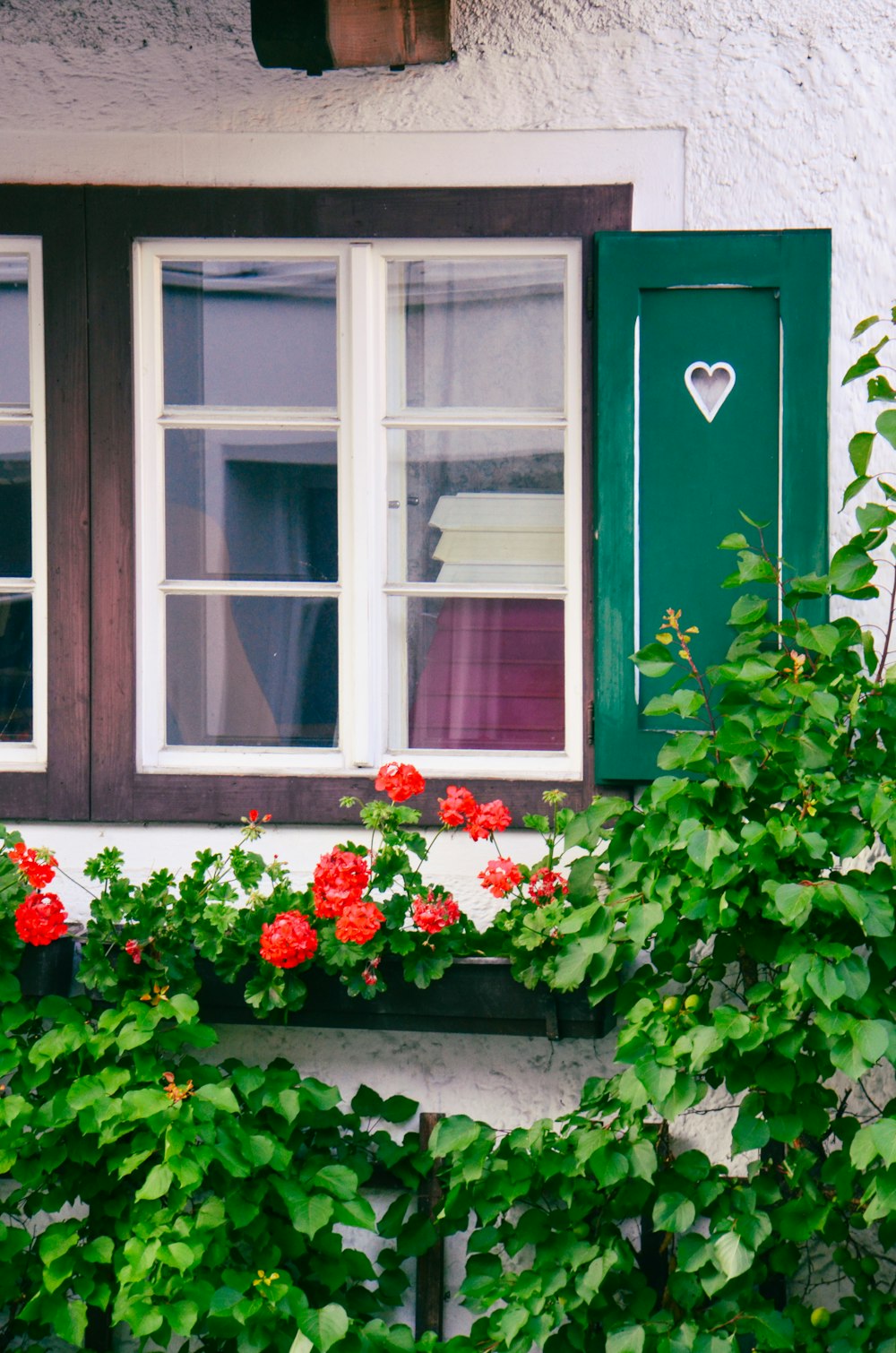 flores rojas y rosas en una ventana de madera verde