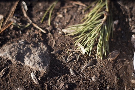 A close-up view of a ground surface featuring a mixture of dirt, small stones, and a fallen pine branch with green needles. The earth appears to be dark and slightly moist, with a rough, uneven texture. Some debris such as bits of grass and leaves are scattered throughout.