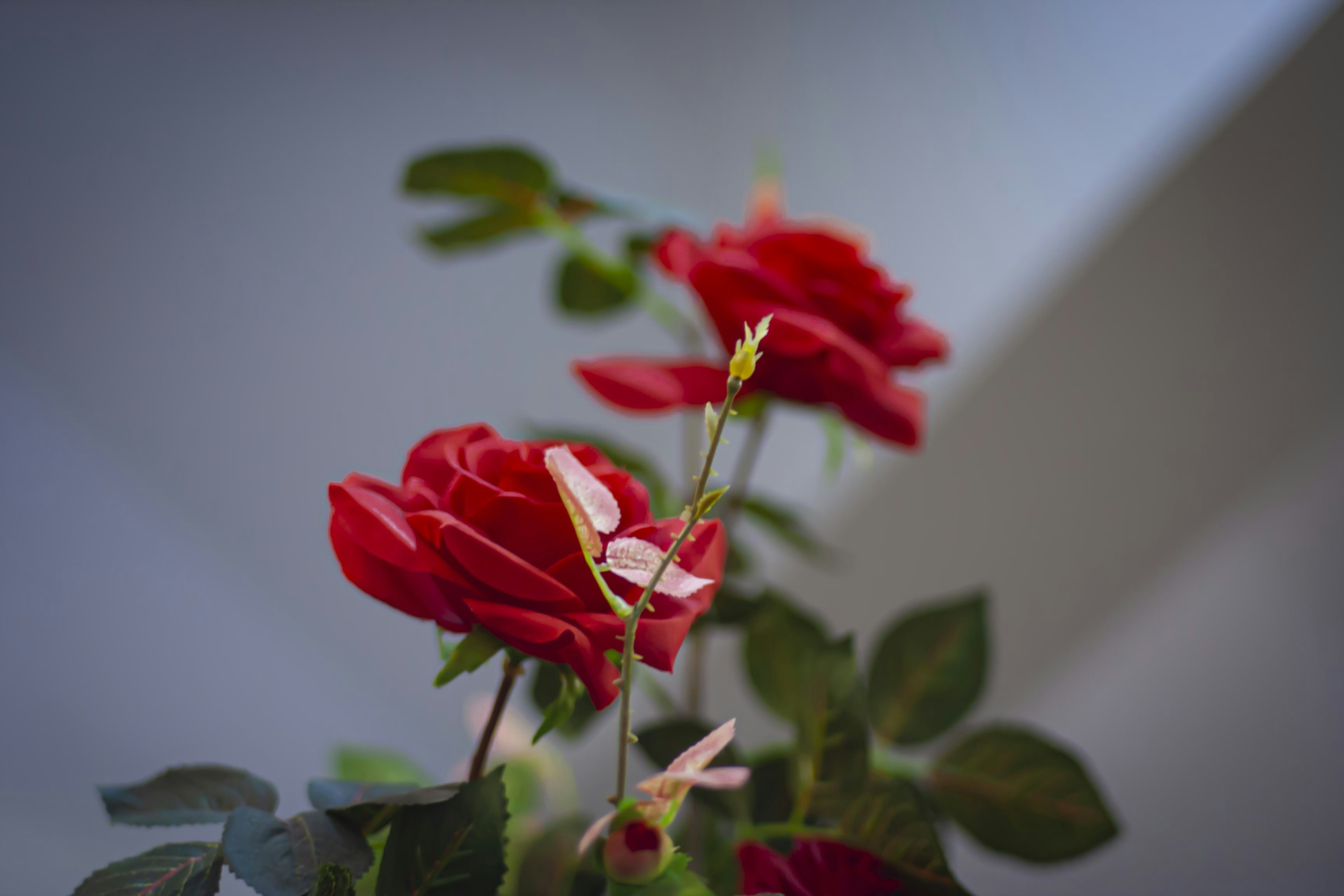 Photo by shek0ti10_04ka