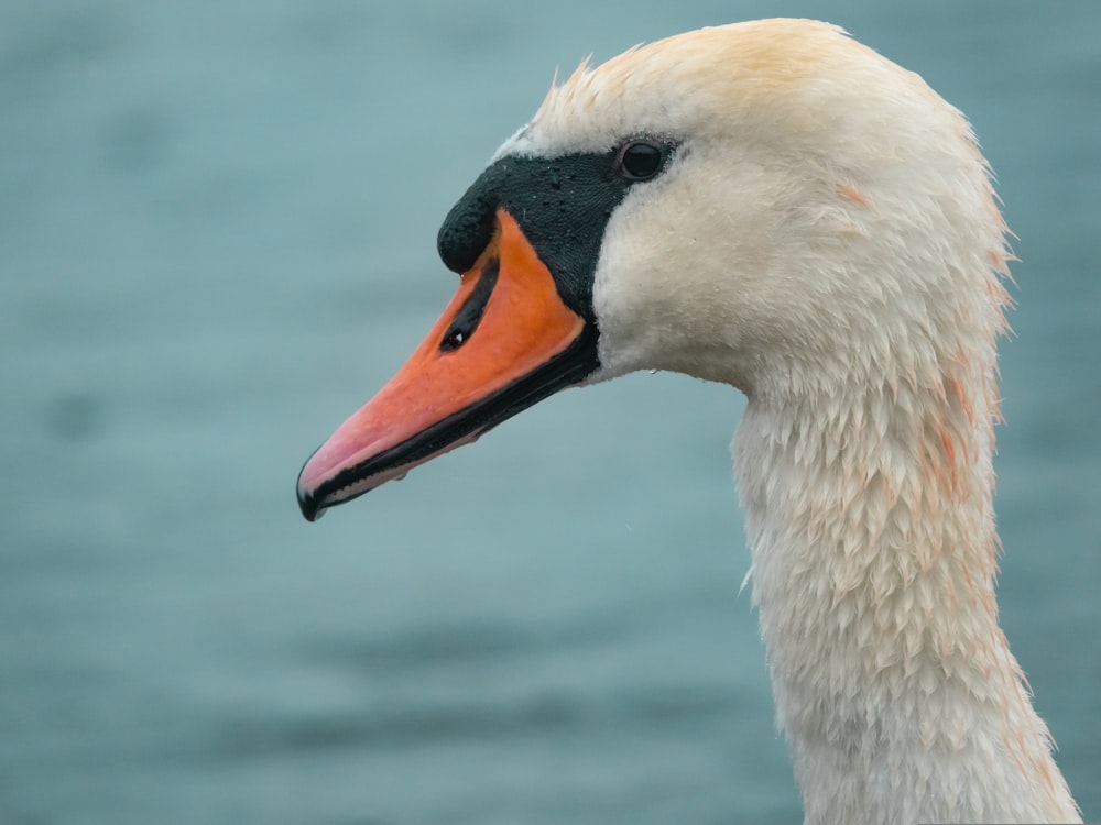 white duck in close up photography