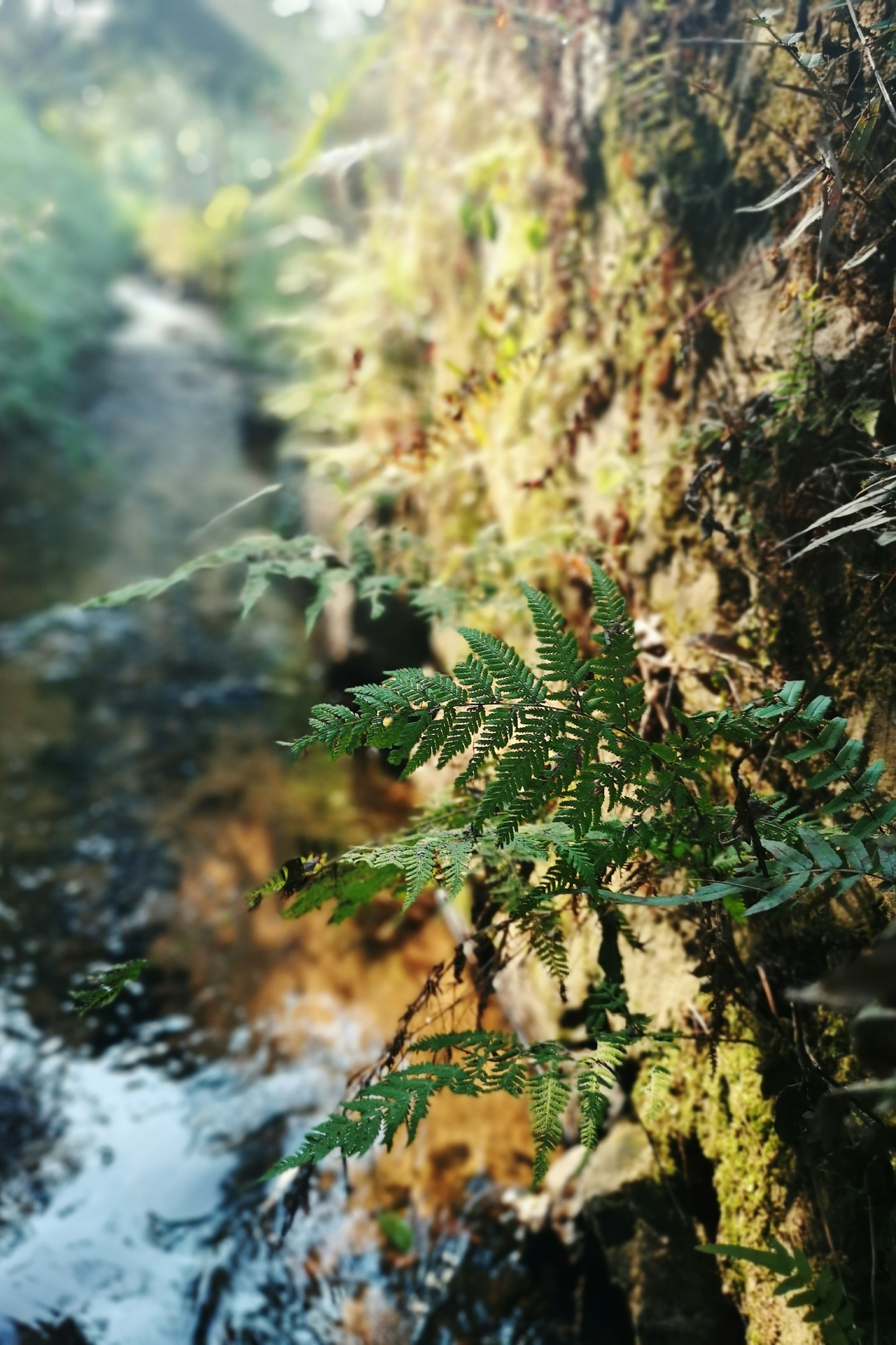 green and brown tree during daytime