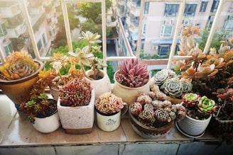 green and pink flower in white plastic pots