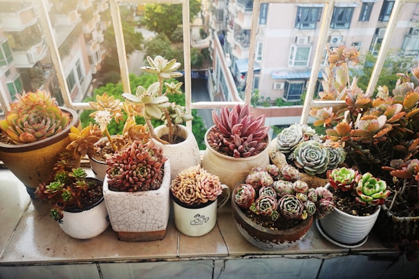 green and pink flower in white plastic pots