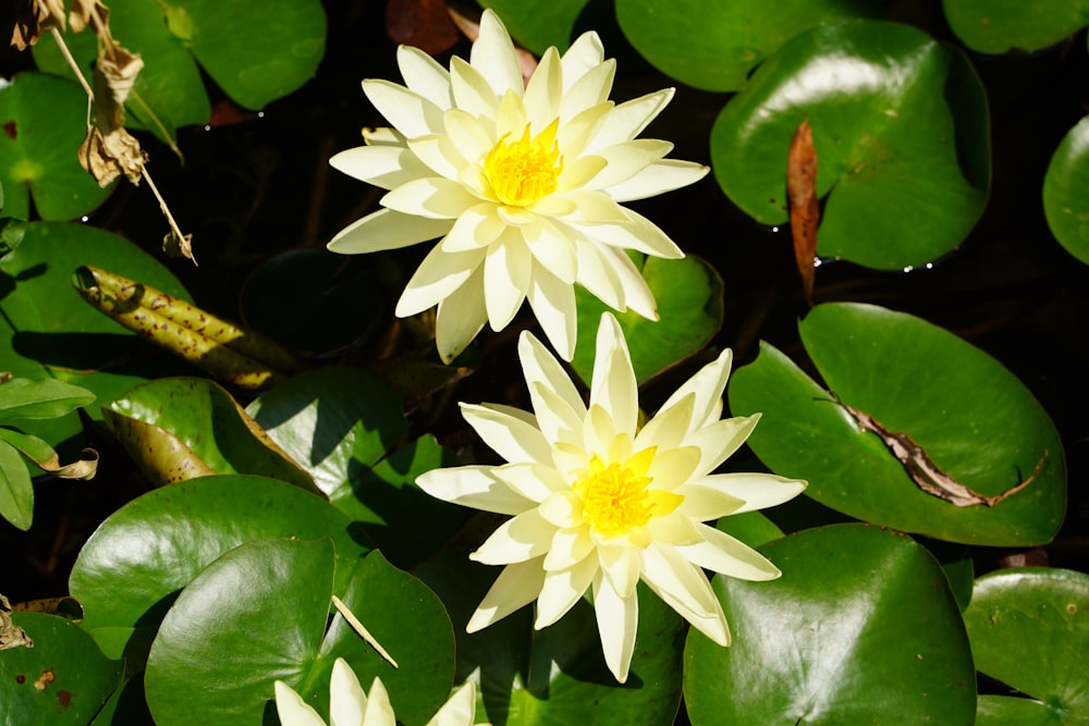 yellow and white flower with green leaves