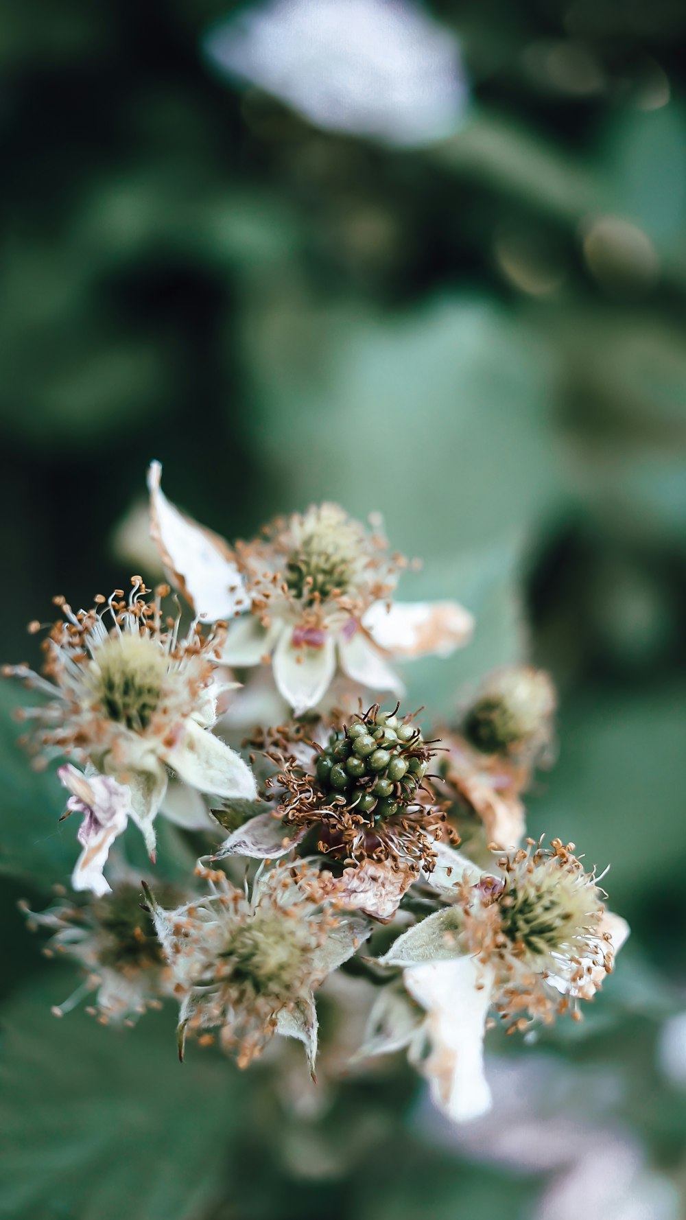 white and brown flower in tilt shift lens