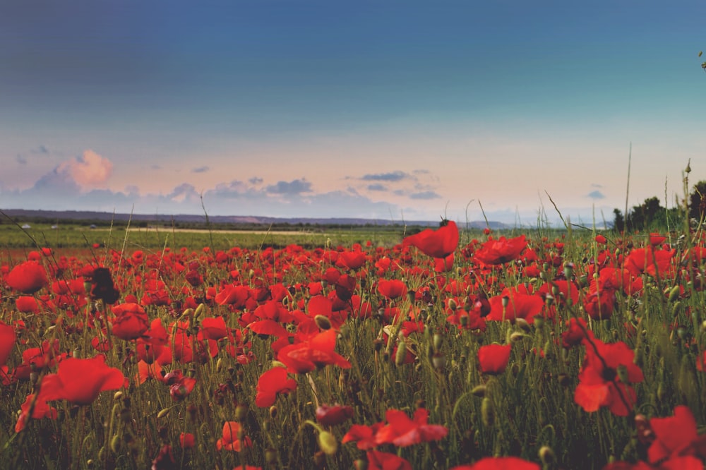 campo de flores rojas bajo el cielo azul durante el día