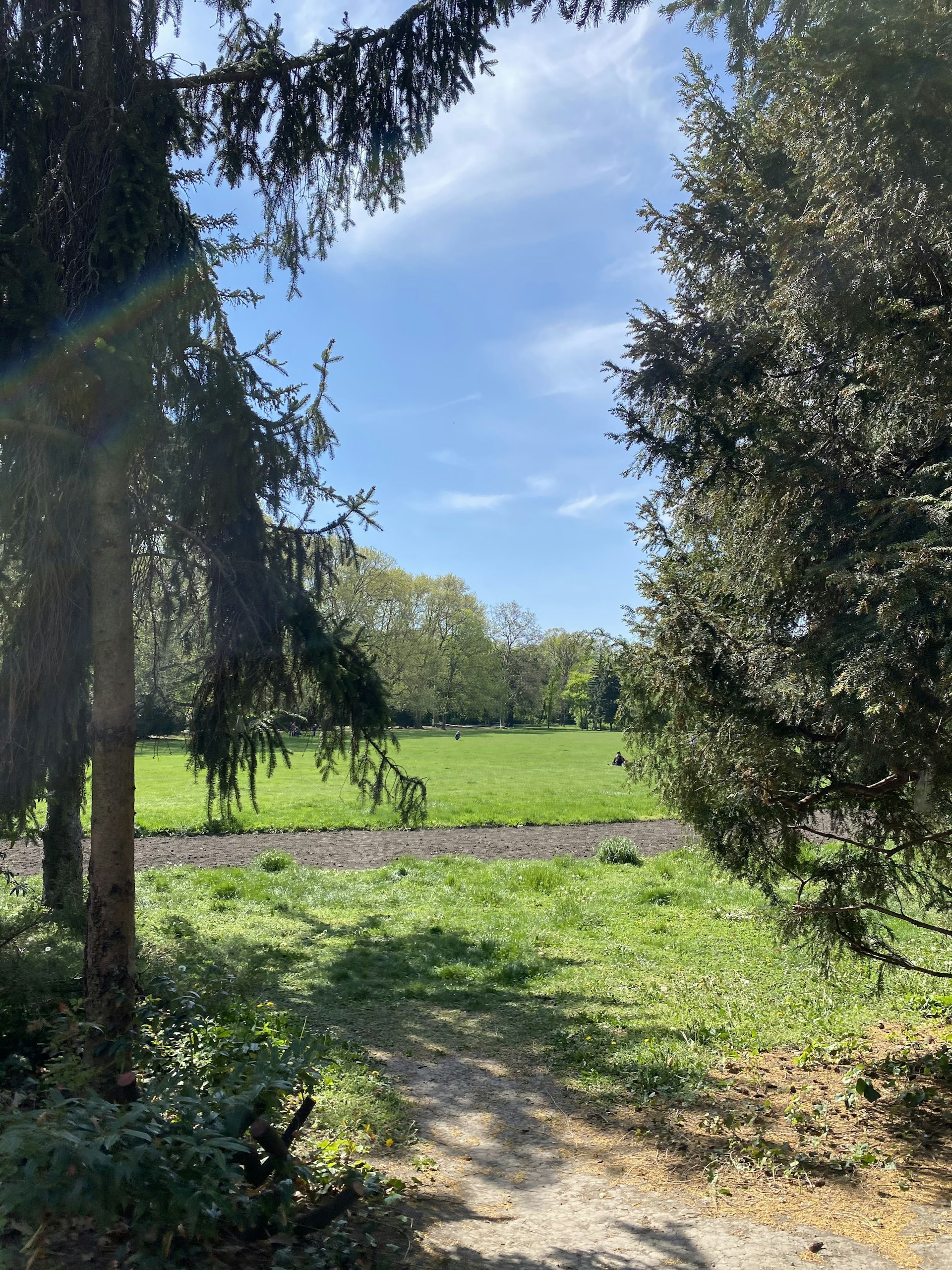 green grass field with trees under blue sky during daytime