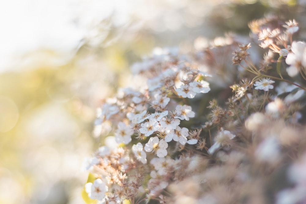 fiori bianchi in lente tilt shift