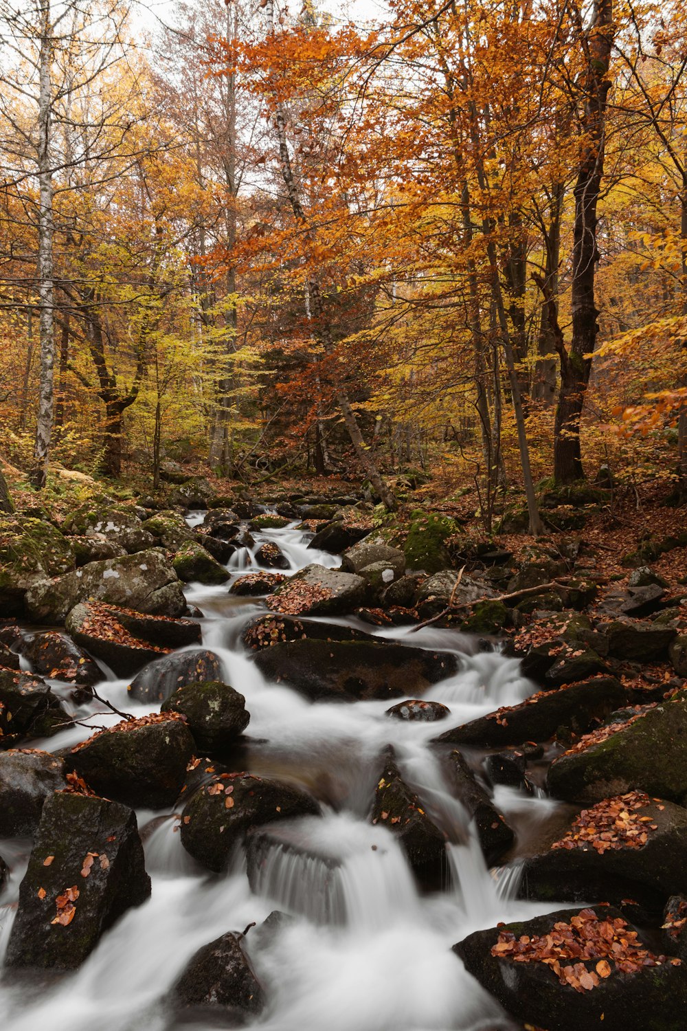 brown and green trees beside river during daytime