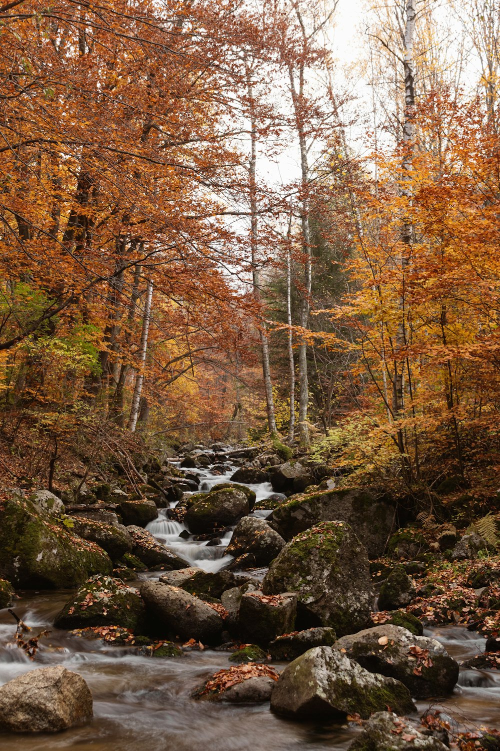 río entre los árboles durante el día