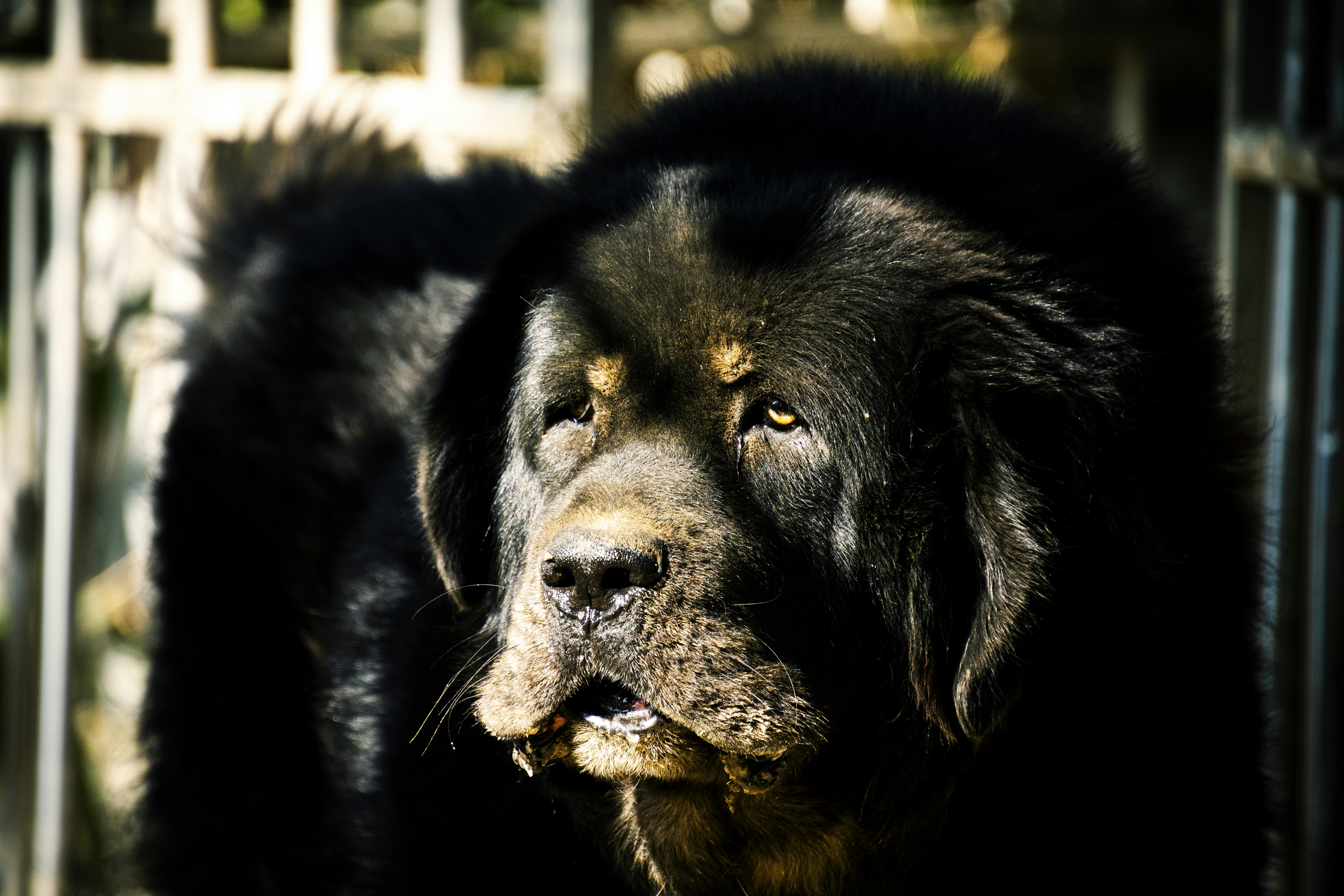large black newfoundland dog