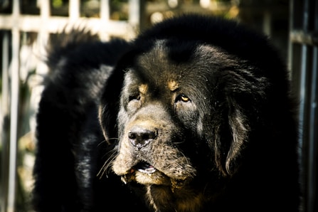 black and brown long coated dog