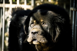 black and brown long coated dog