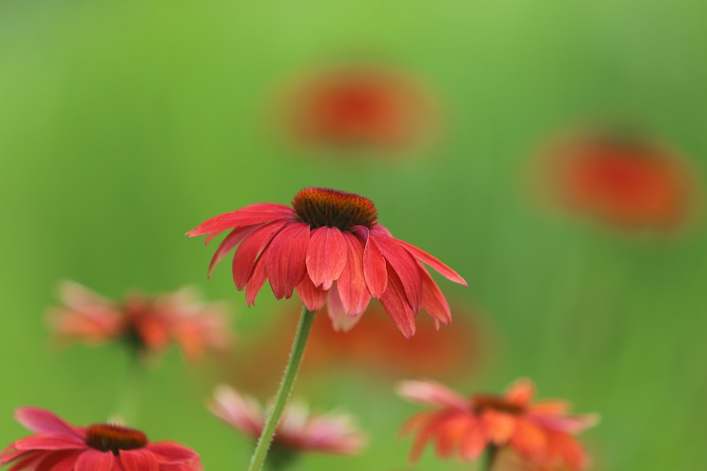 red flower in tilt shift lens