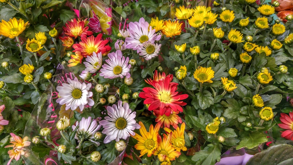 yellow white and red flowers