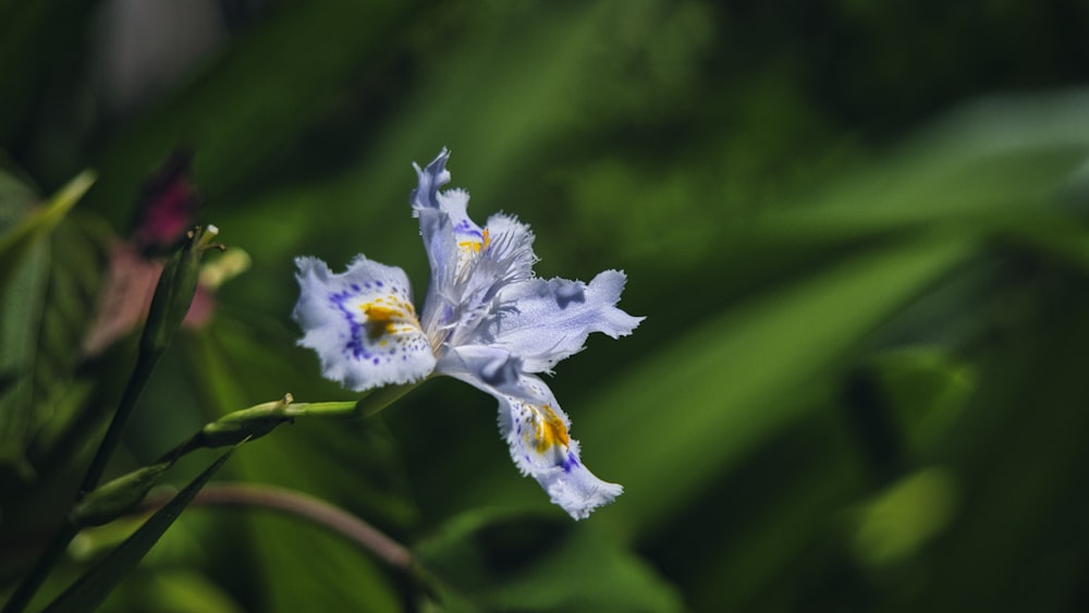 white flower in tilt shift lens