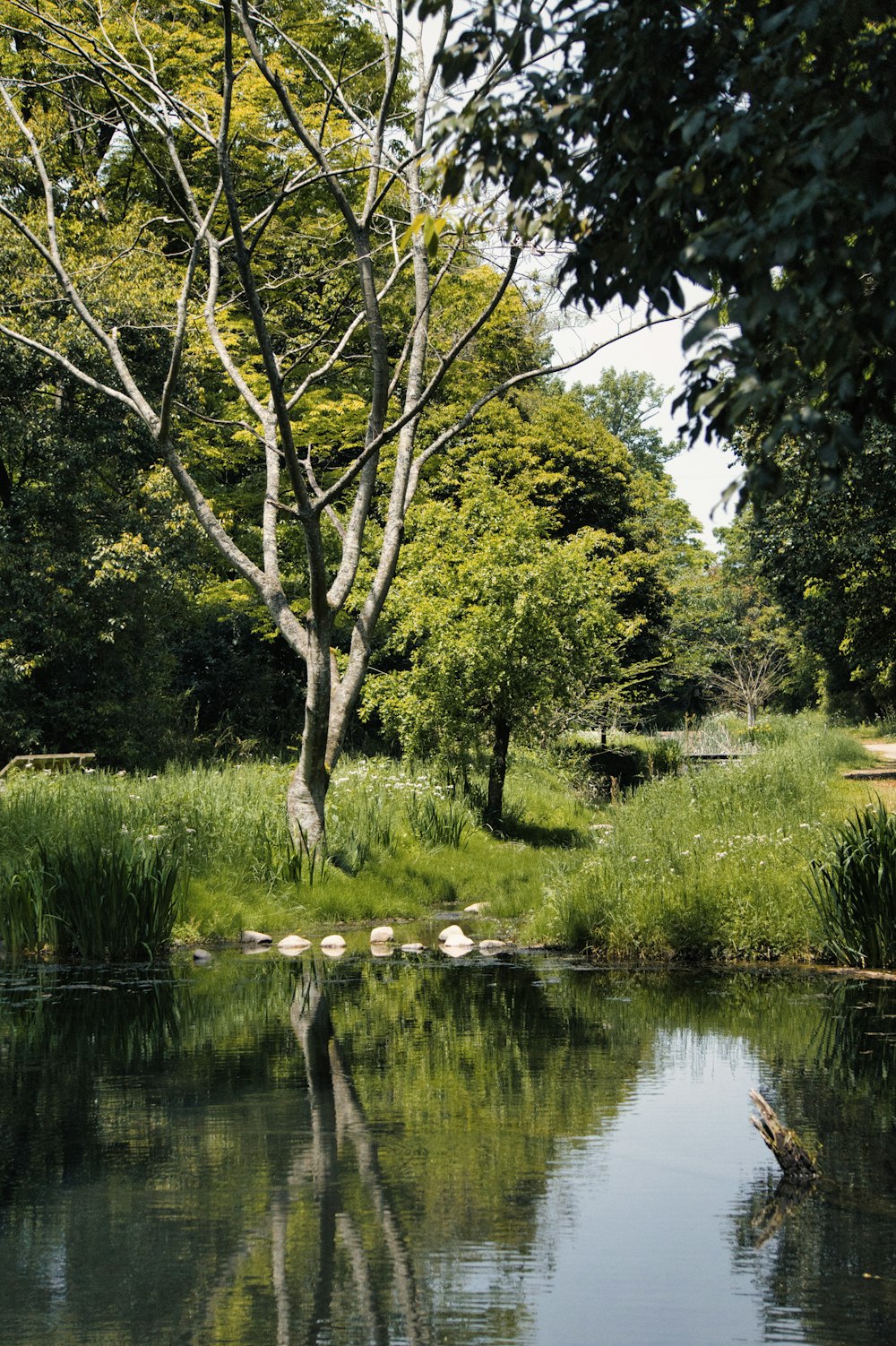 green trees beside river during daytime