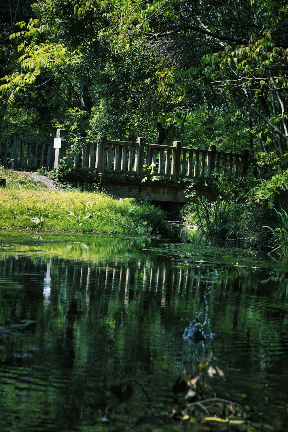 green grass and trees beside river during daytime