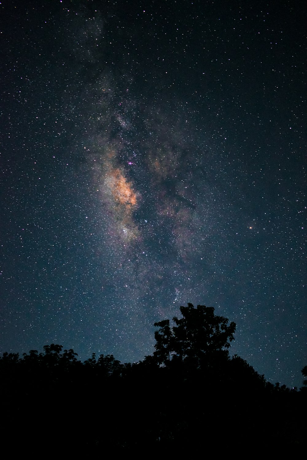 silhouette of trees under starry night