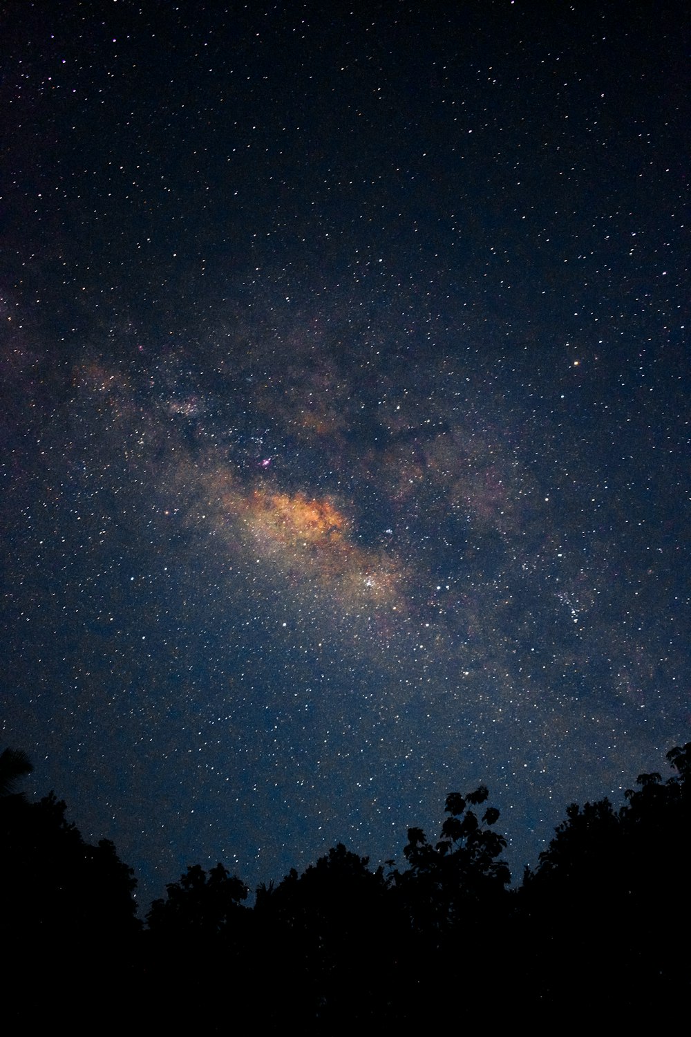 silhouette of trees under starry night