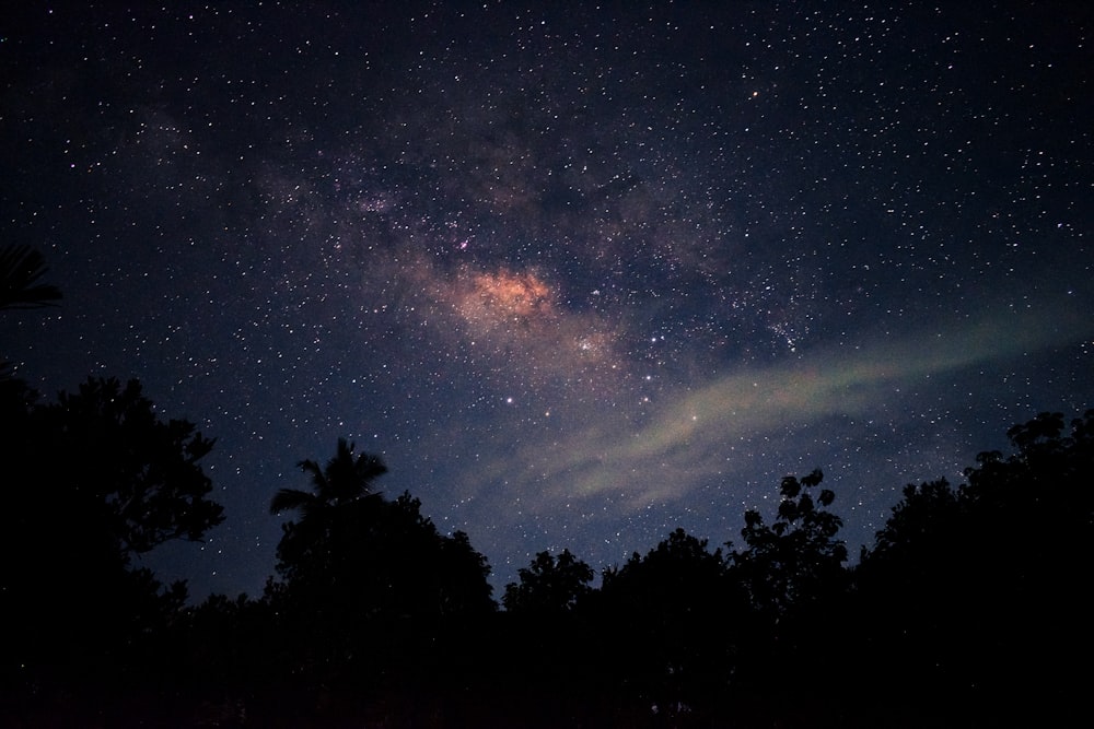 silhouette of trees under starry night