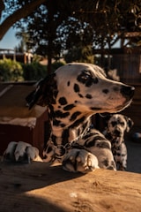 A Dalmatian and a mixed breed dog together.