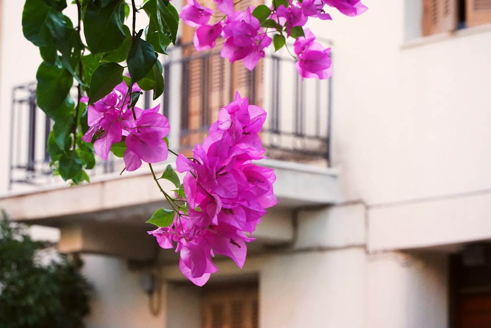 purple flowers in tilt shift lens