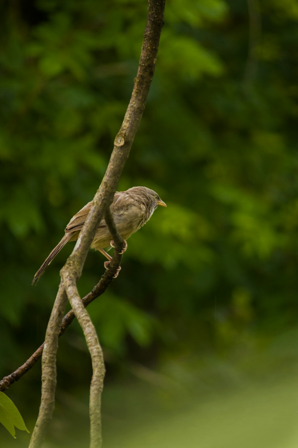 brown bird on brown tree branch during daytime