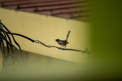 brown bird on brown stick