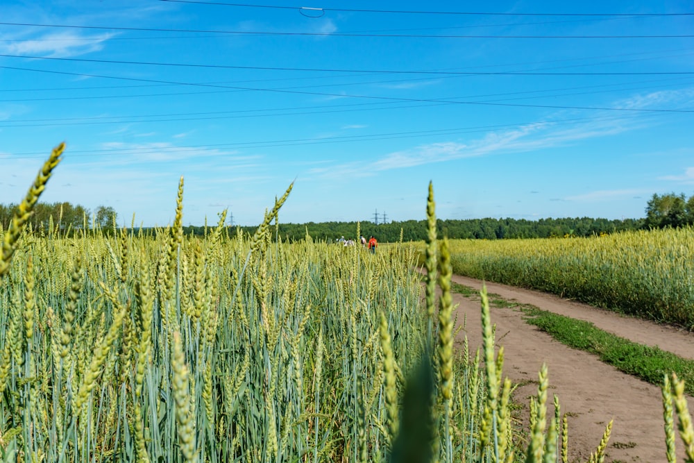 green grass field under blue sky during daytime