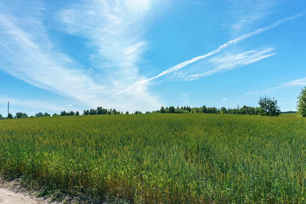 green grass field under blue sky during daytime