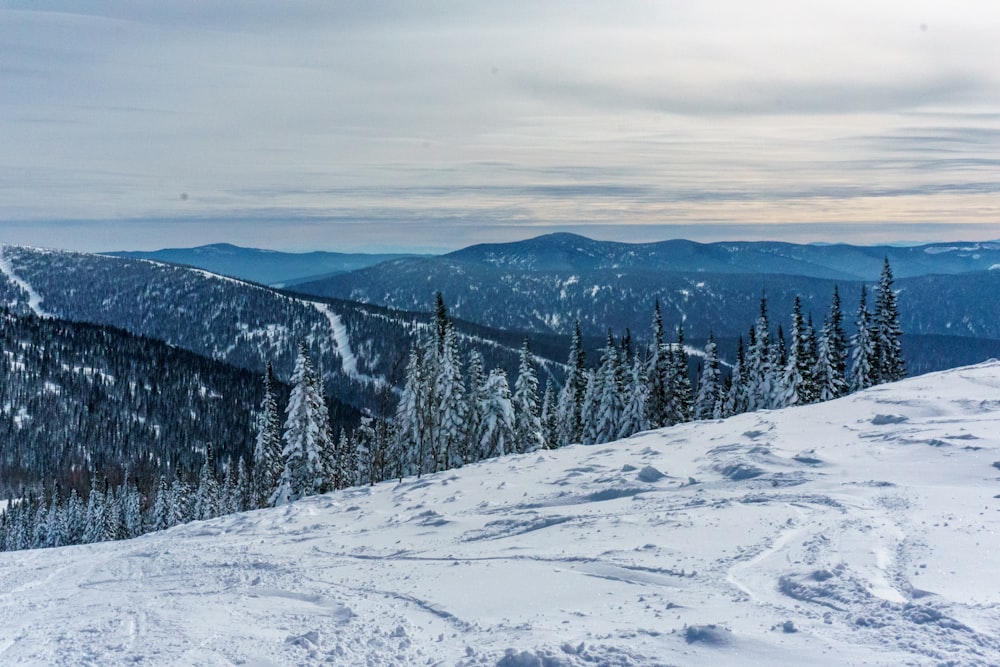 montagne enneigée avec des pins pendant la journée