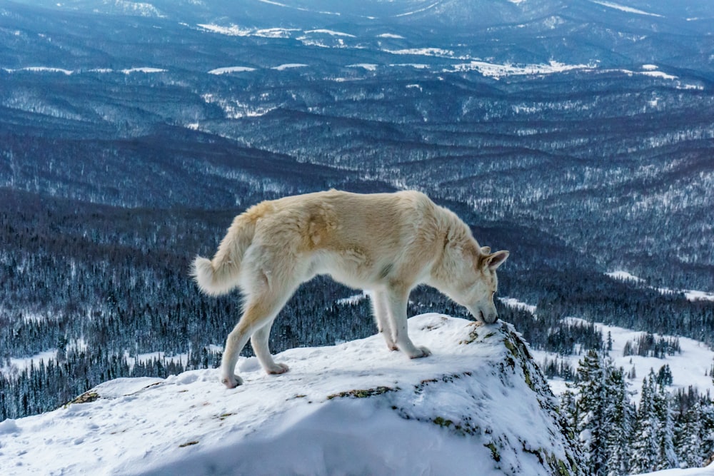 Weißer Wolf tagsüber auf schneebedecktem Boden