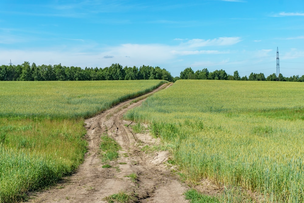 green grass field under blue sky during daytime