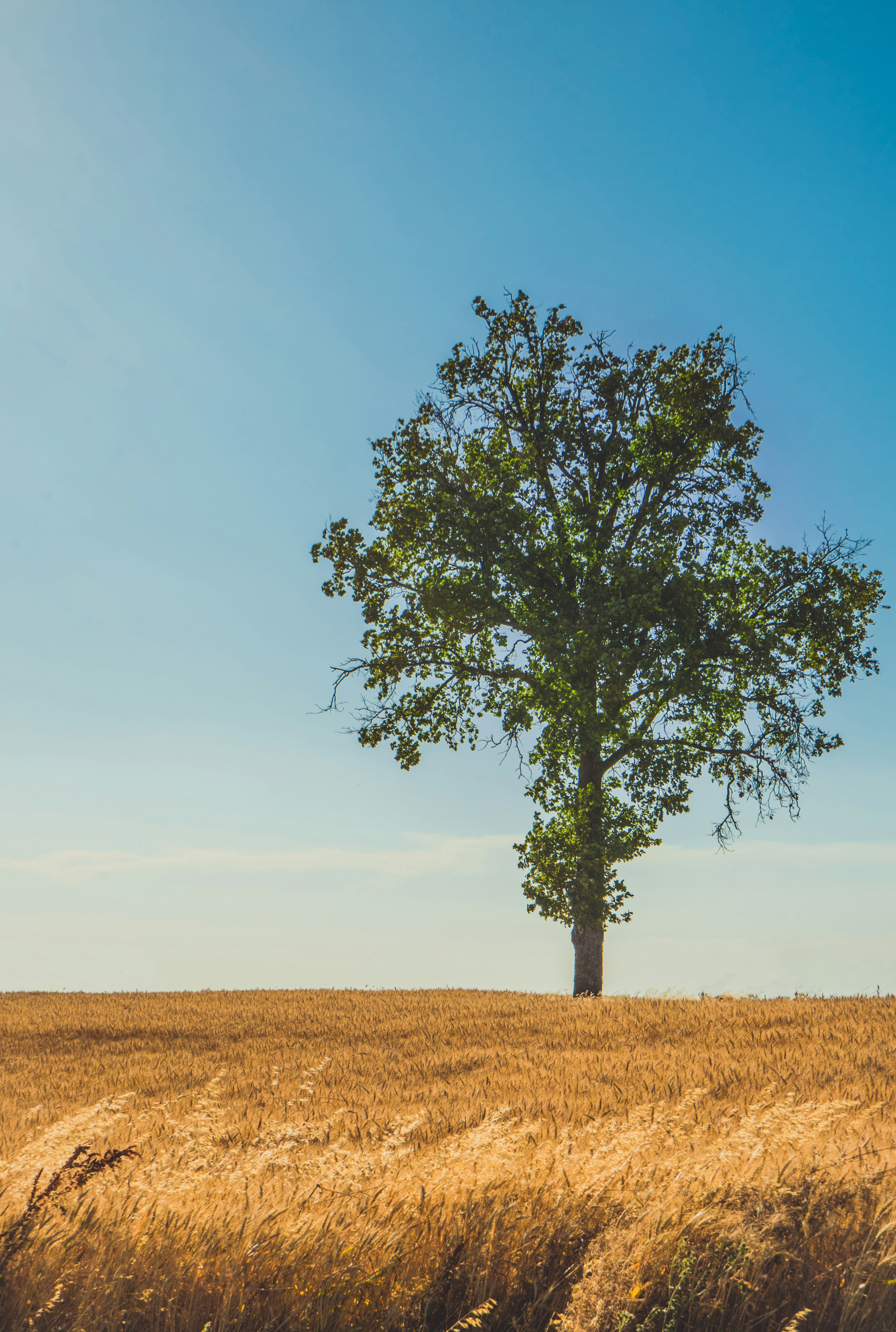 Photo by giovanni1304