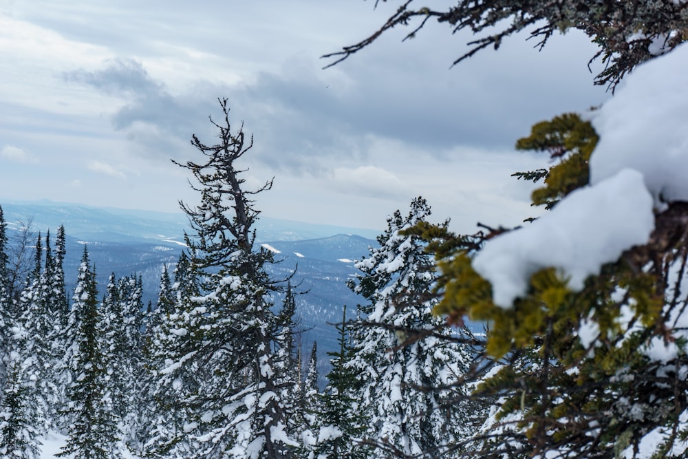 green pine tree covered with snow during daytime